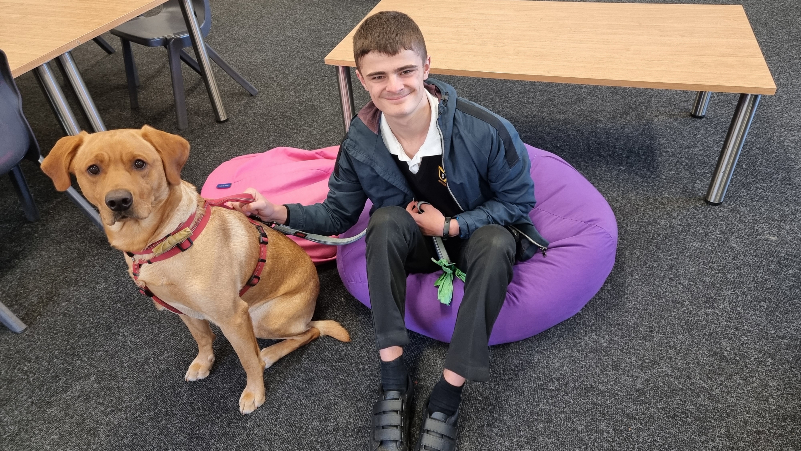 Milo the wellbeing dog with Year 11 student Jake